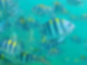 fish.JPG