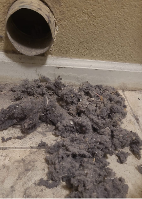 Lint extracted from a dryer vent