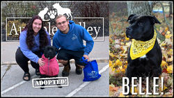 Belle Adoption