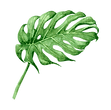 Tropical Leaves 8