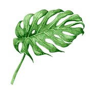 Tropical Leaves 8