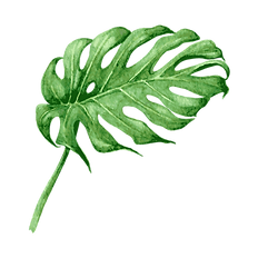 Hojas tropicales 8