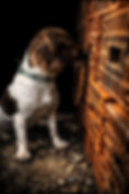 IMG_1191.jpeg