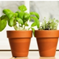herbs.png