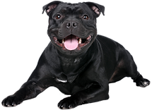 shutterstock_259841195 (4)_edited.png