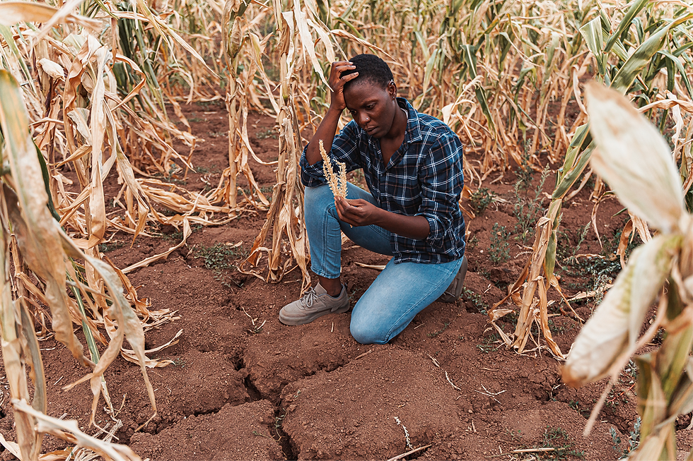 Une cultivateur accroupie dans un champ sec de maïs, inspecte une plante fanée avec une expression préoccupée. Sol craquelé, ciel absent.