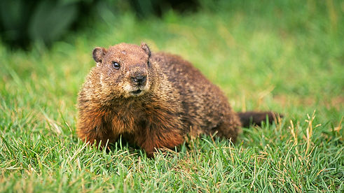groundhog.jpg