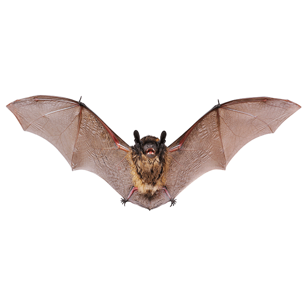 little-brown-bat.gif