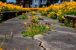 Push n Daisies