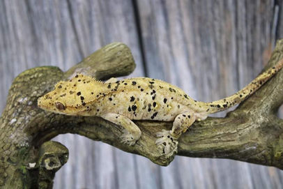 gecko.jpg
