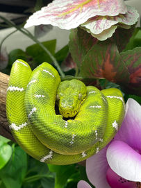 snake1.jpg