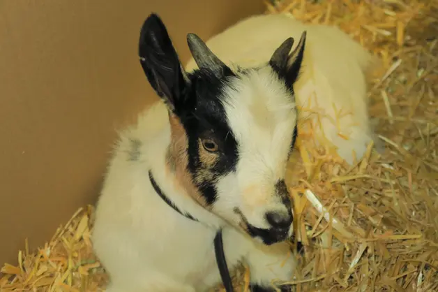 Zicklein mit geflecktem Fell blickt direkt in die Kamera
