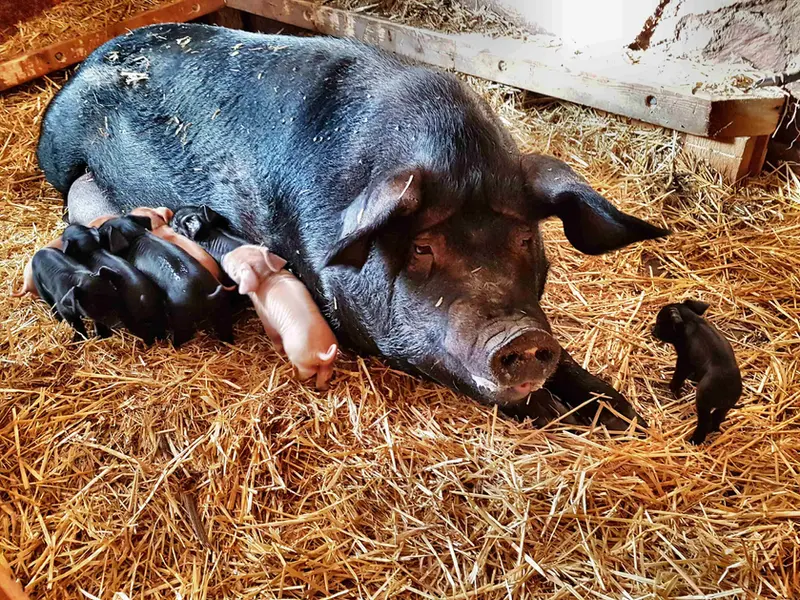 Schwein liegt auf Stroh und säugt mehrere Ferkel