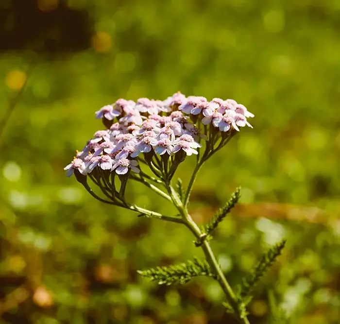 Nahaufnahme von rosa Schafgarbenblüten in einem sonnigen grünen Feld.