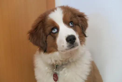 Hund mit braun-weißem Fell blickt neugierig in die Kamera