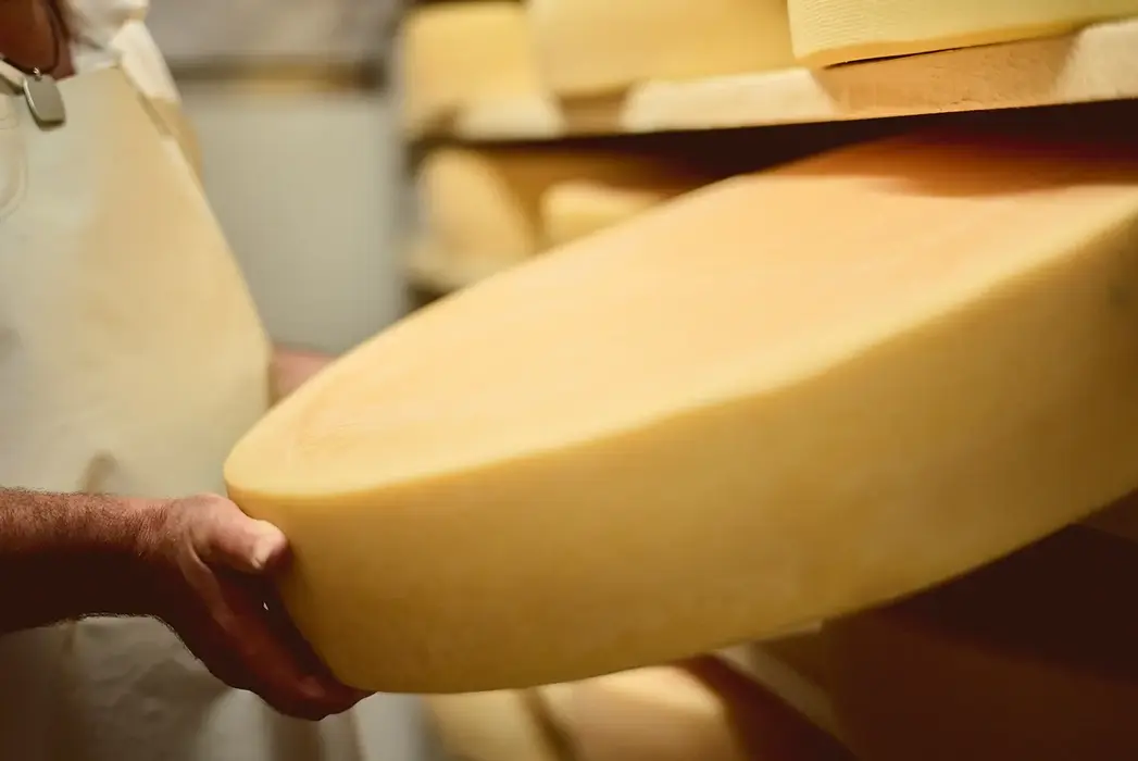 Person hält großen Käselaib in einem Käsereikeller.