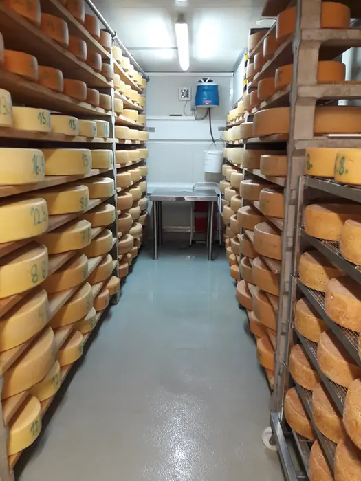 Großer Käsekeller mit Reihen von runden gelben Käselaiben auf Regalen.