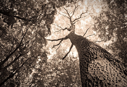 Tree B and W_edited.jpg