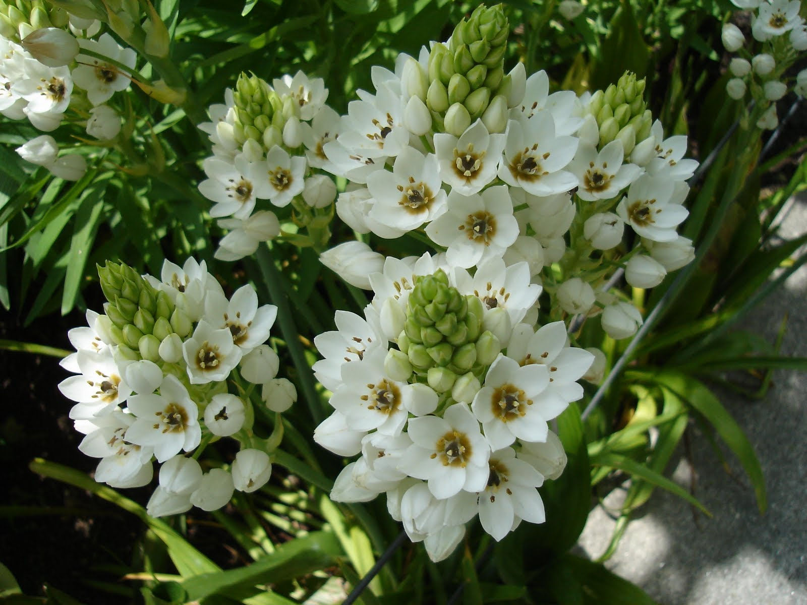 Estrellita disponible en color blanco