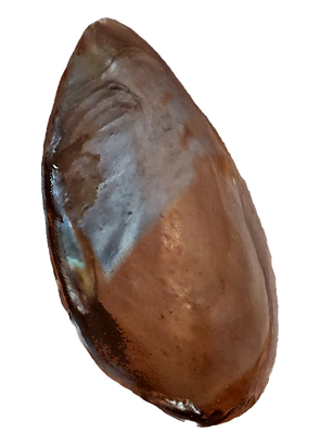 large-oyster-shell.png