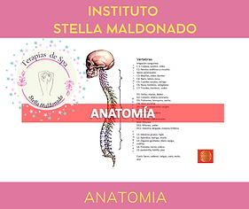 anatomia.png