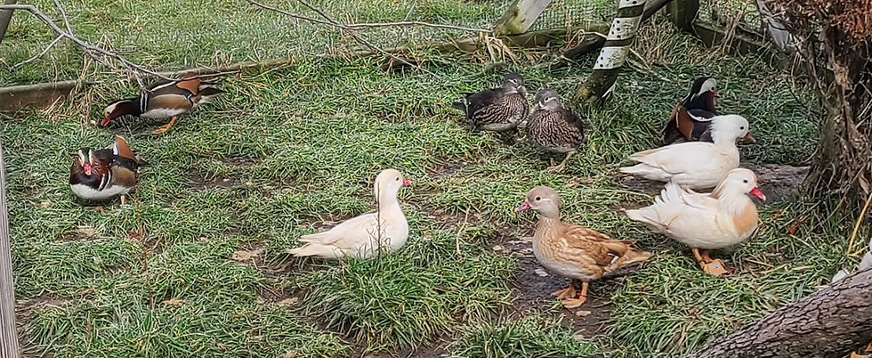 Thumbnail: Mandarin ducks