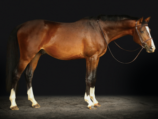 WELCOMING A SPECIAL GROUP OF FOUR IMPORTED YOUNG STALLIONS