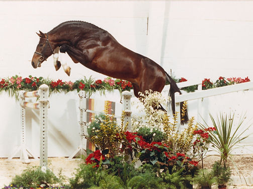 Corlando jumping
