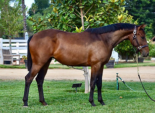 Santana at Ryan Pedigo Sport Horses