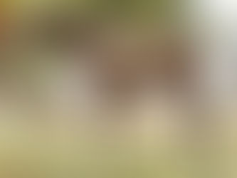 Special Fillies for Sale