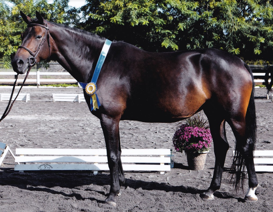 AHS Mare Inspection Champion