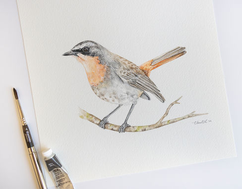 Cape Robin Chat Commission watercolour painting