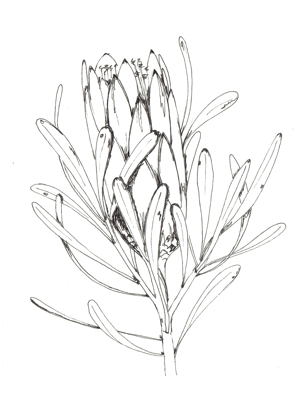 Fynbos Illustration Suikerkan - Art Print