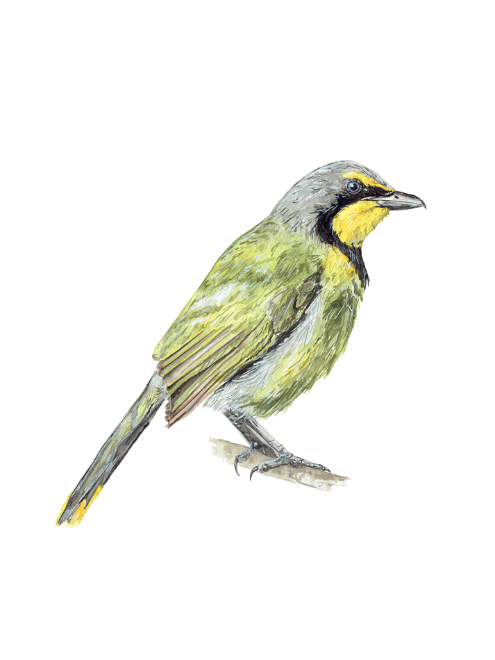 Bokmakierie - Limited Edition Art Print