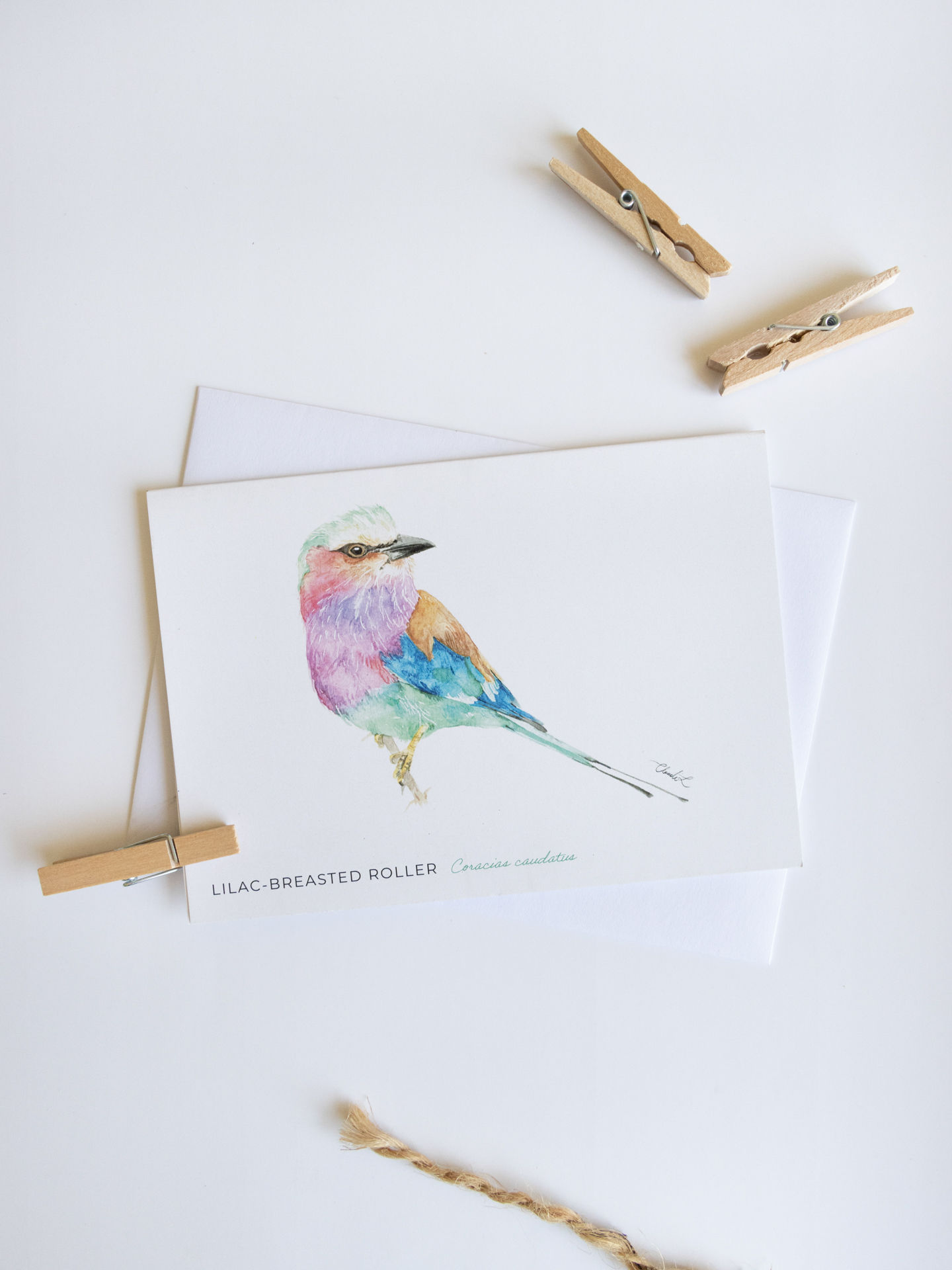 Lilac-breasted Roller Card