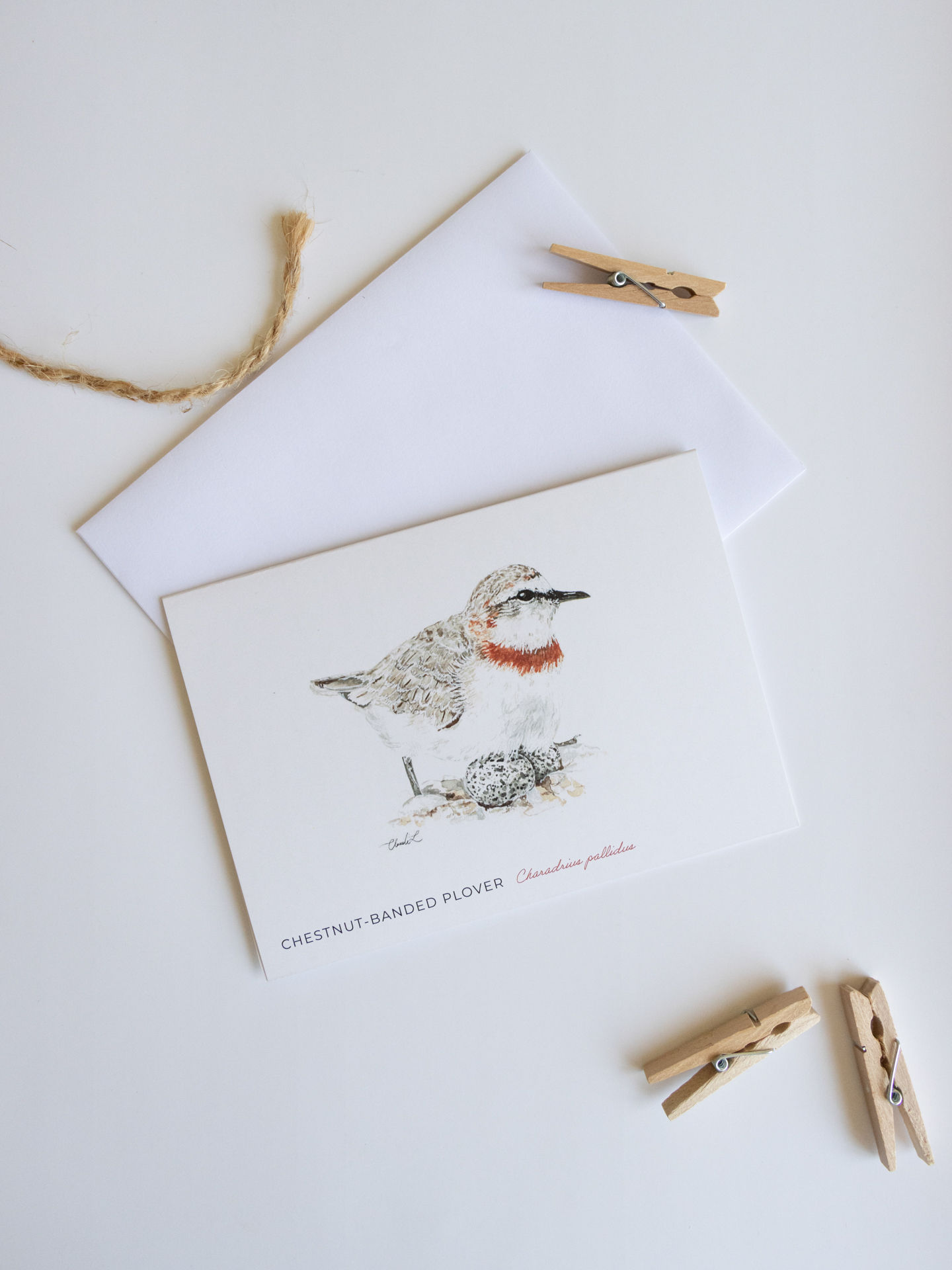 Chestnut-banded Plover Card