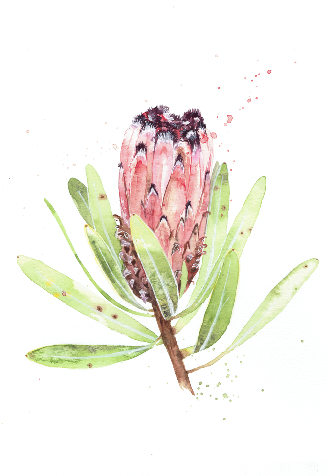 Protea Neriifolia Art Print