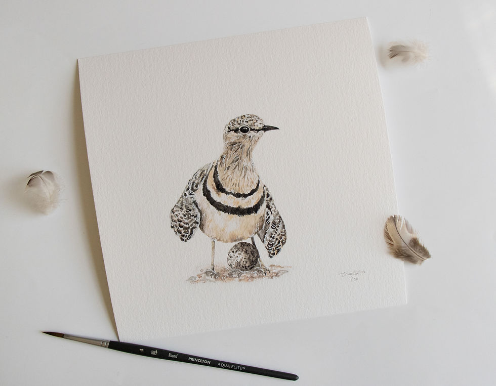 Thumbnail: Double-banded Courser - Limited Edition Art Print
