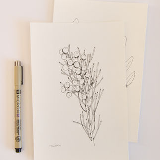 Silver Brunia Pen Illustration