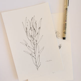 Leucadendron 'Inca Gold' Pen Illustration