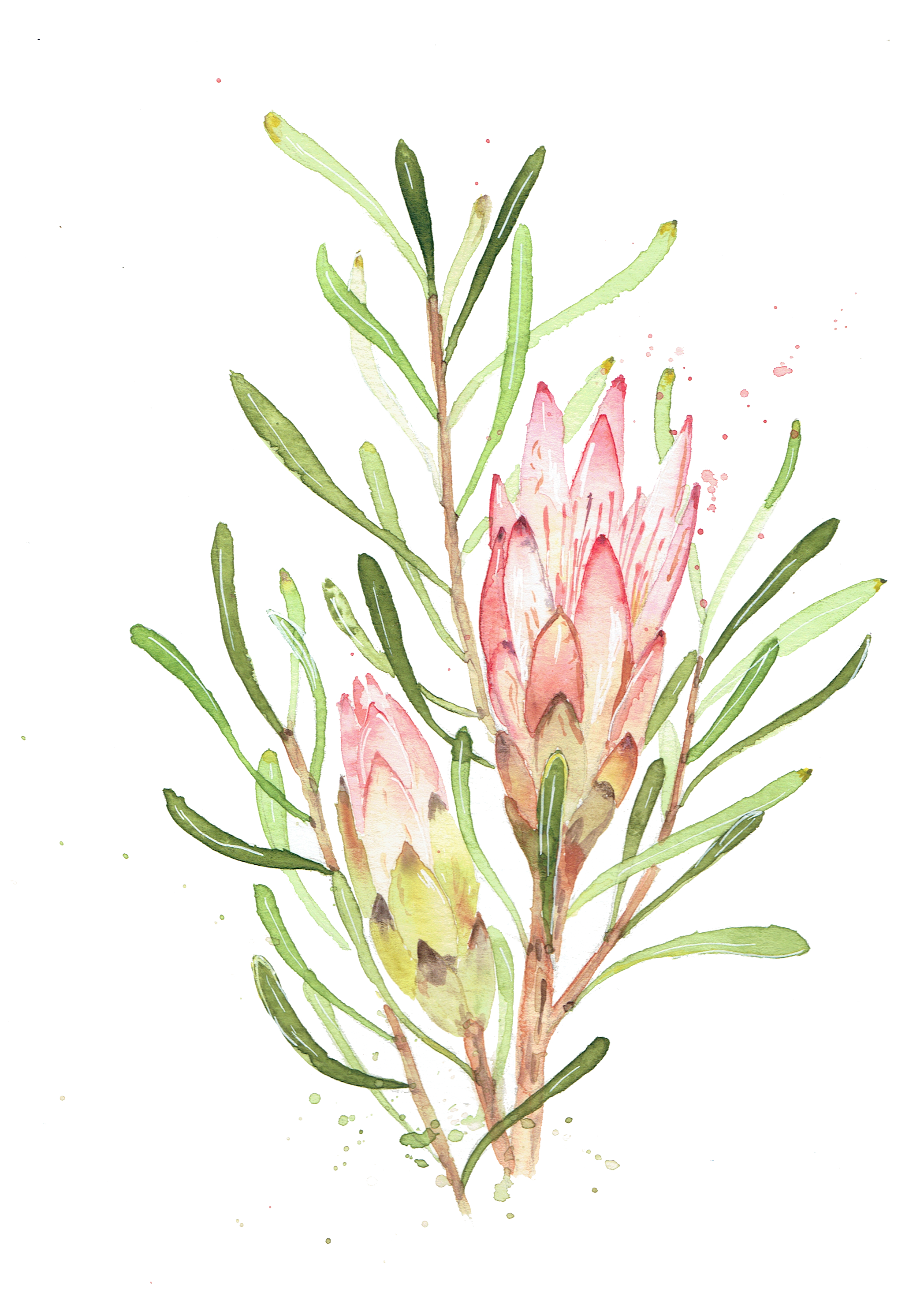 Framed Sugarbush - Original