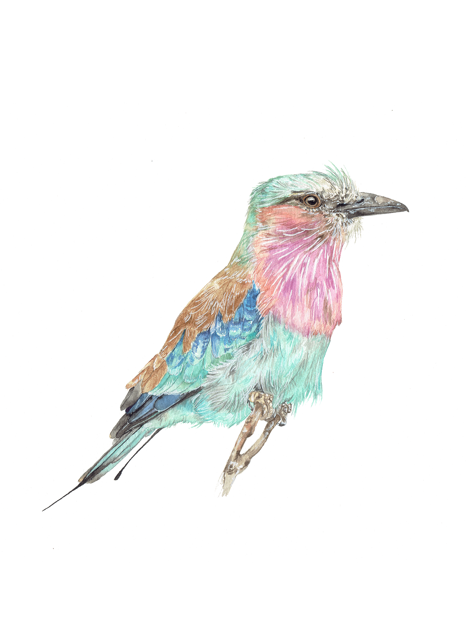 Lilac-breasted Roller - Original
