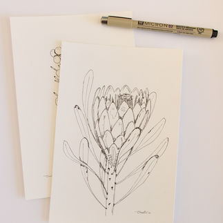 Protea Pen Illustration
