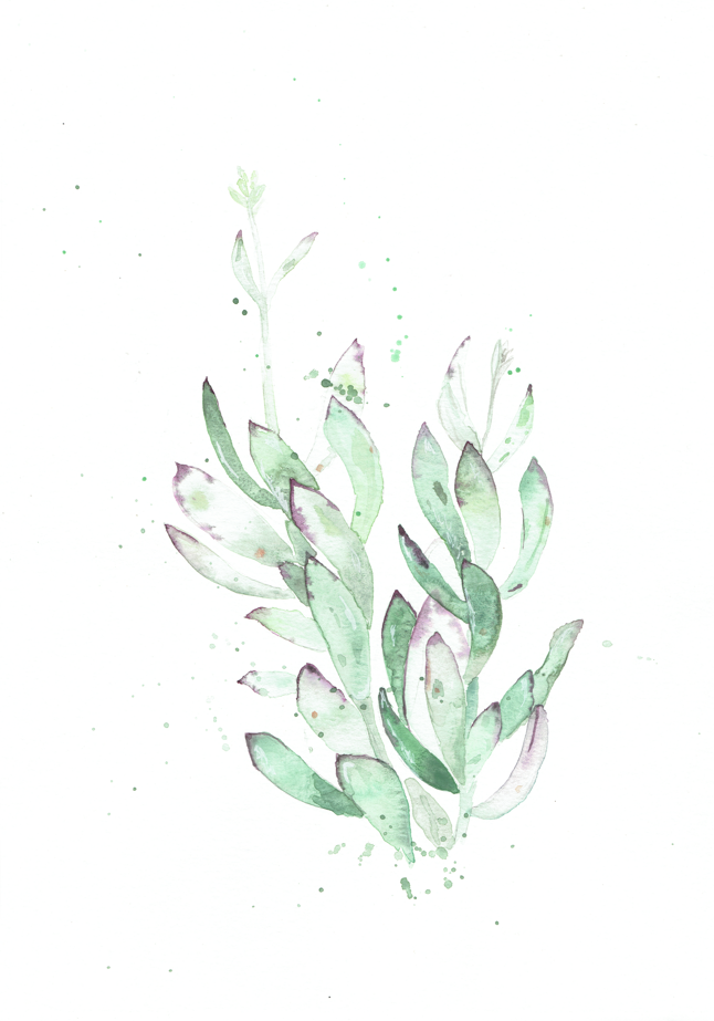 Swartberg Karoo Florals # 3 - Art Print