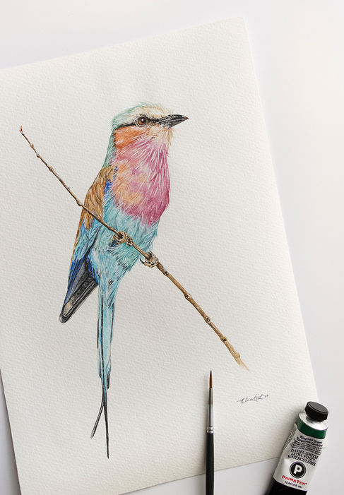 Watercolour Lilac-breasted Roller commission