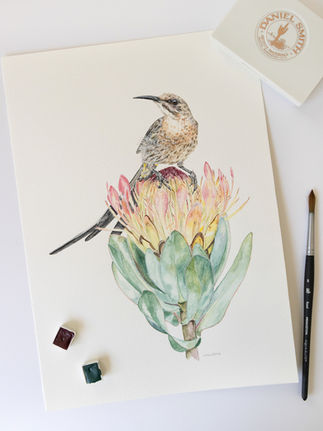 Cape Sugarbird on Protea Eximia watercolour painting