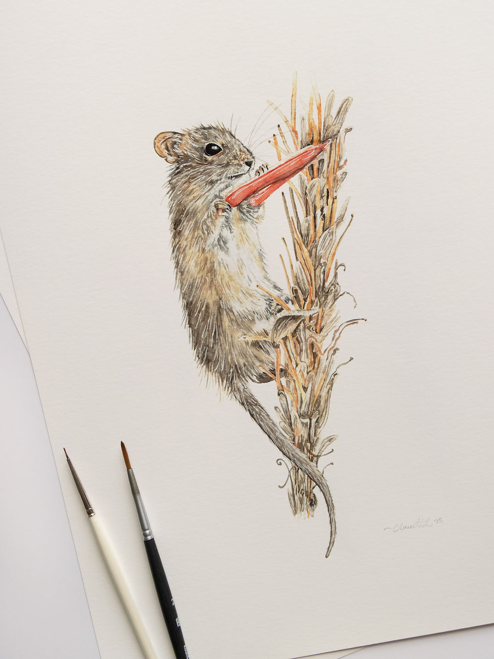 Thumbnail: Four-striped Grass Mouse Art Print