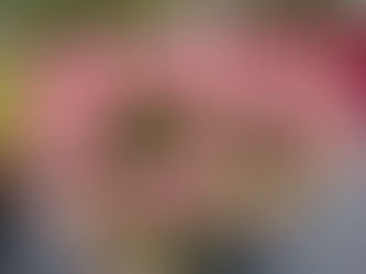 Why Bougainvilleas Burst Into Bloom in Florida’s Winter