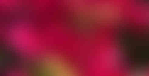 Close-up image of Bougainvillea 'Barbara Karst' foliage.