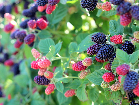 U-pick-farm-blackberry-bush-2.jpg